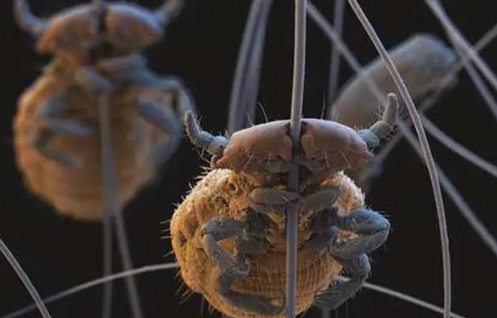 虱子现在灭绝了吗,虱子在自然界存在吗