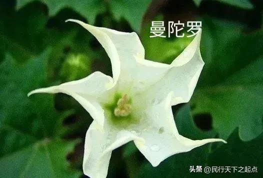 柳州现冥界之花水晶兰,四川现冥界之花水晶兰