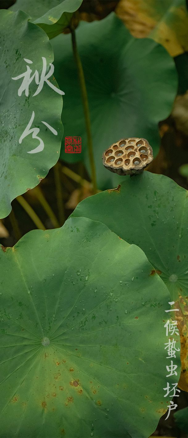 今日秋分丨秋实春华，草堂浮生