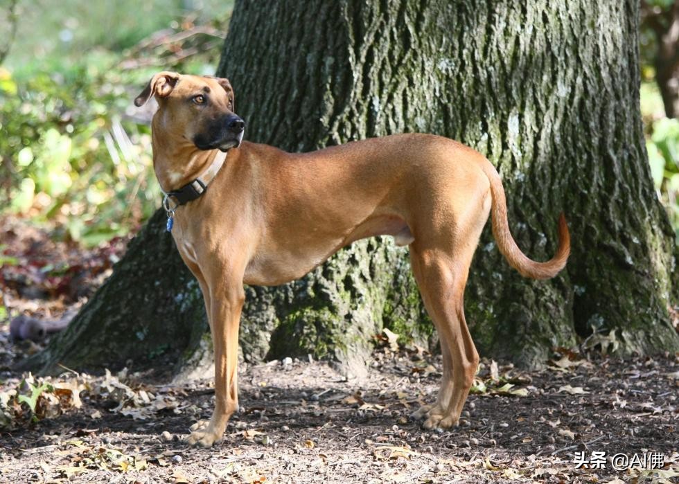 美国犬种有哪些,美国五大传奇犬种