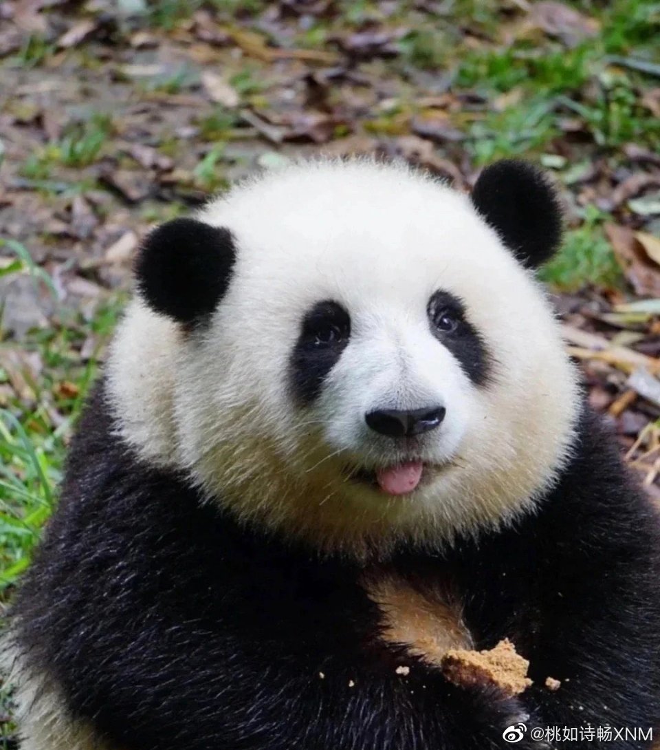 花花：接住谭爷爷给的小苹果，仿佛接住了整个世界。