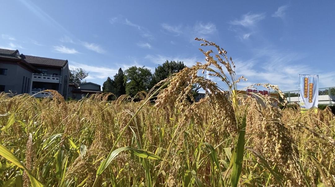 行走中轴线|祭天敬农：南中轴线上的两颗明珠