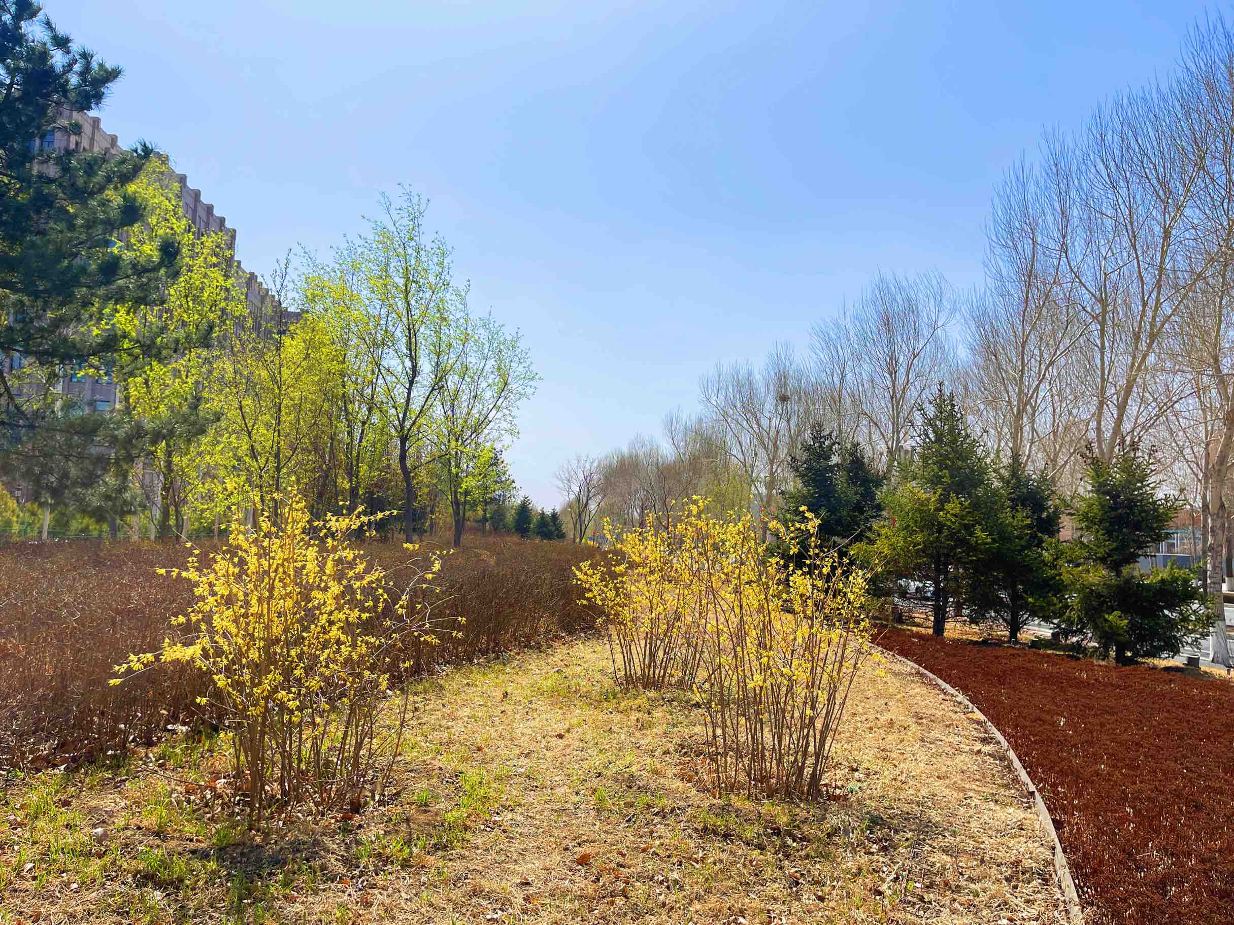 连翘花开春意浓,连翘枝头春意闹