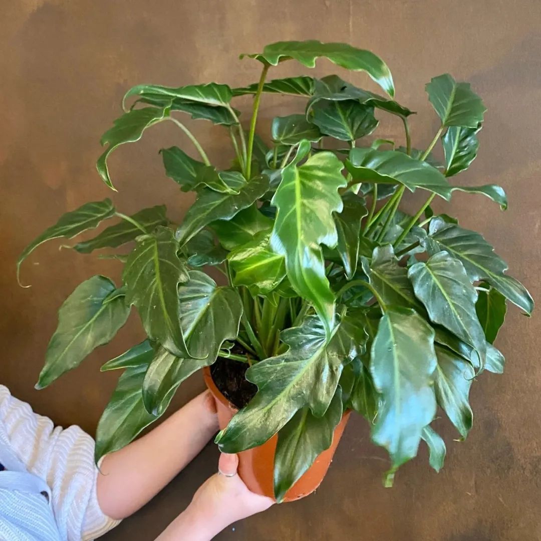 室内观叶植物盆栽种植技巧,适合养浴室里的几种观叶盆栽