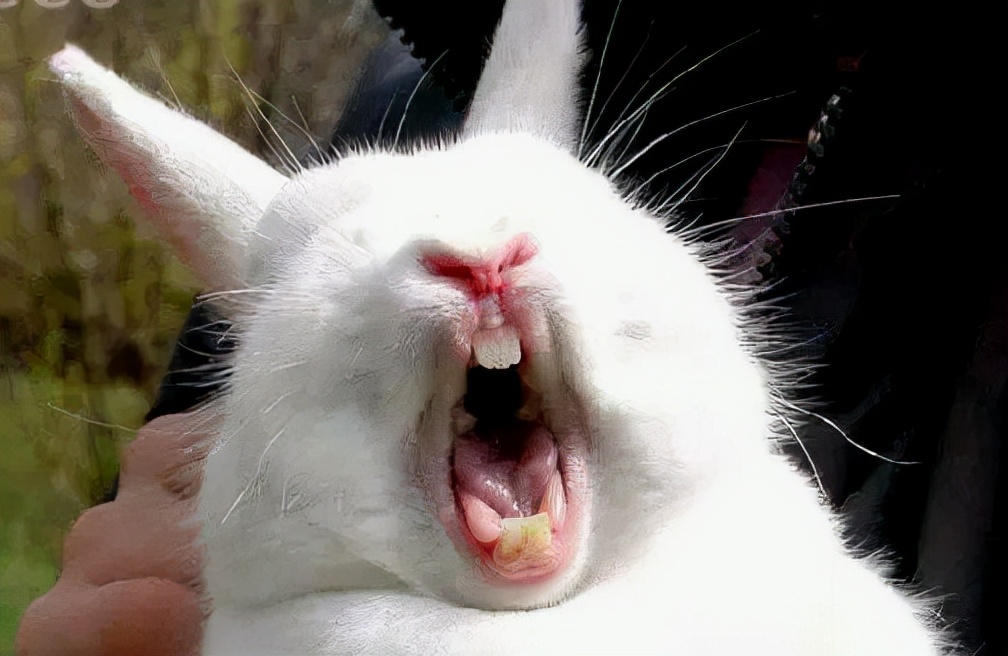 兔子为什么咬小孩的手指,兔子咬断11个月大小孩手指