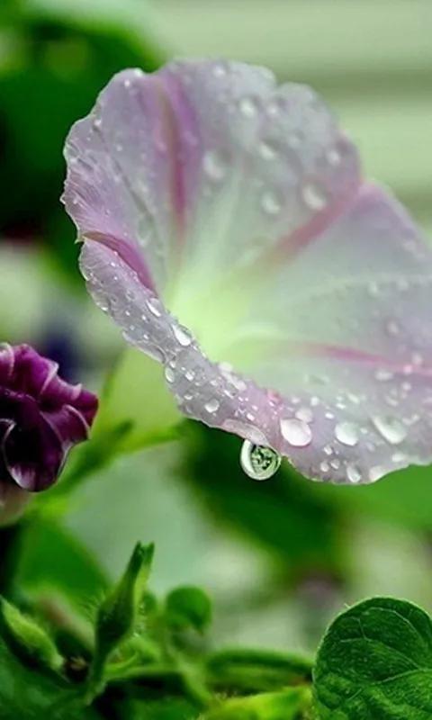 这二十幅极品花卉越看越醉,超好看又耐看的花卉图