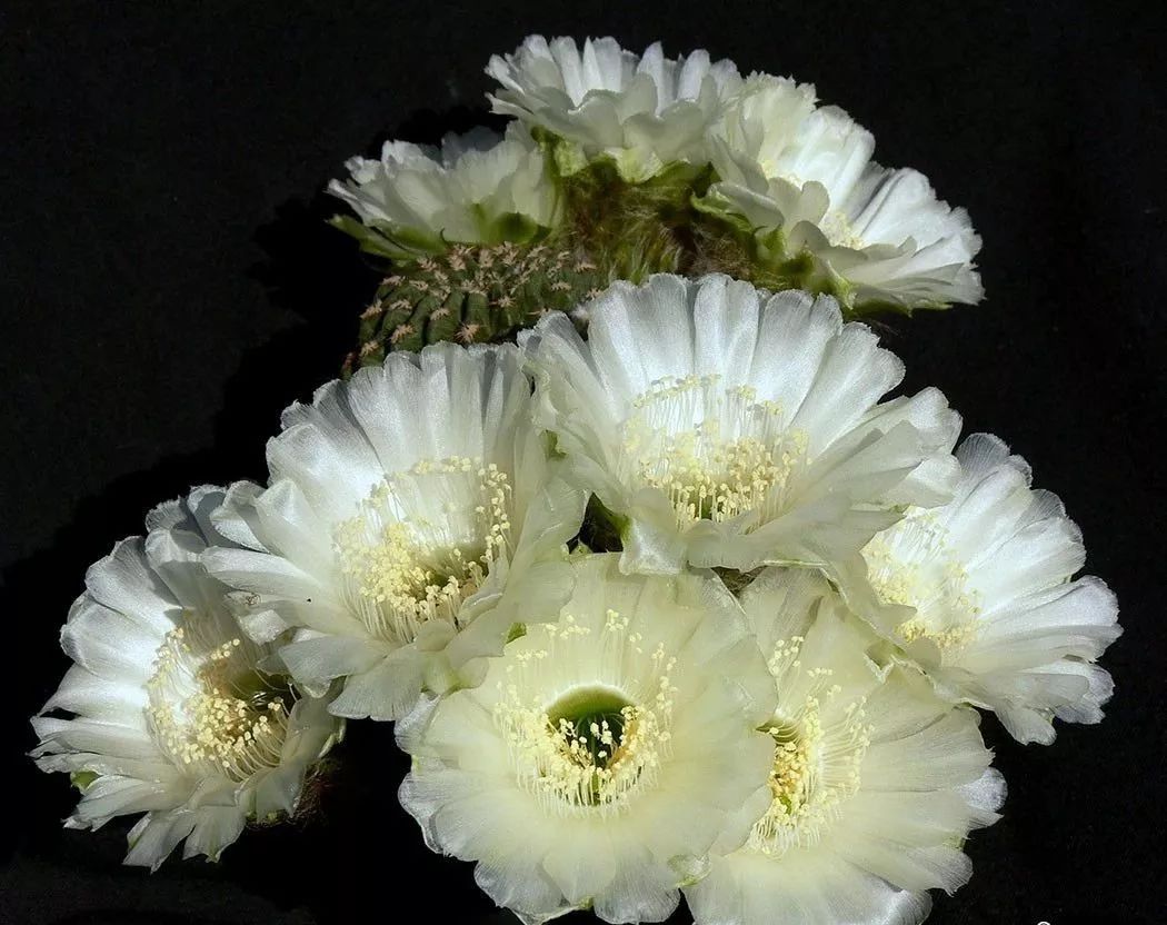 200种·仙人球开花图鉴，大开眼界，美到爆