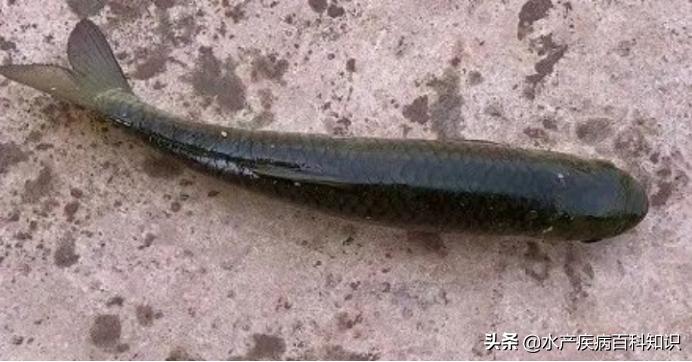 草鱼掉鳞引起死亡,池塘草鱼每天死亡什么原因