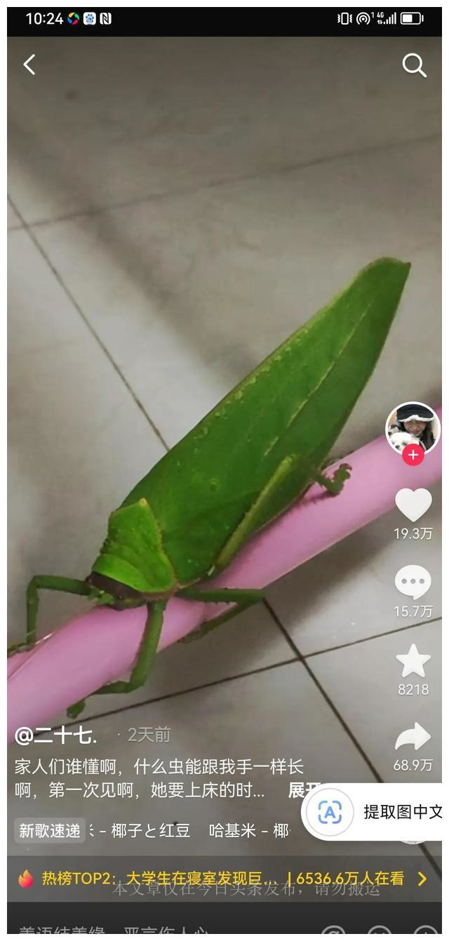 巨拟叶螽有铁线虫吗,巨拟叶螽是国家几级保护动物