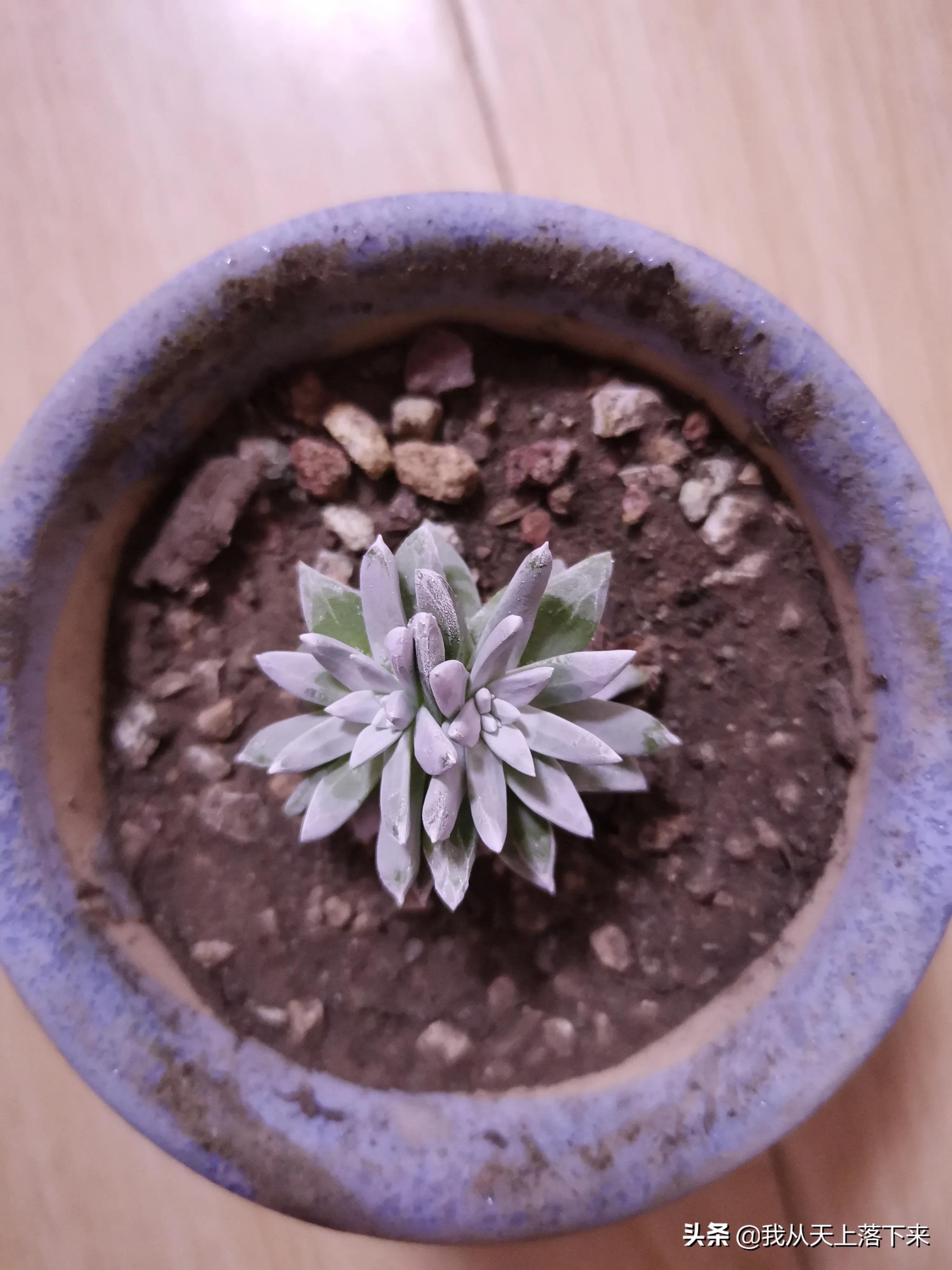 多肉品种及图片大全欣赏,多肉品种辨别图片大全欣赏