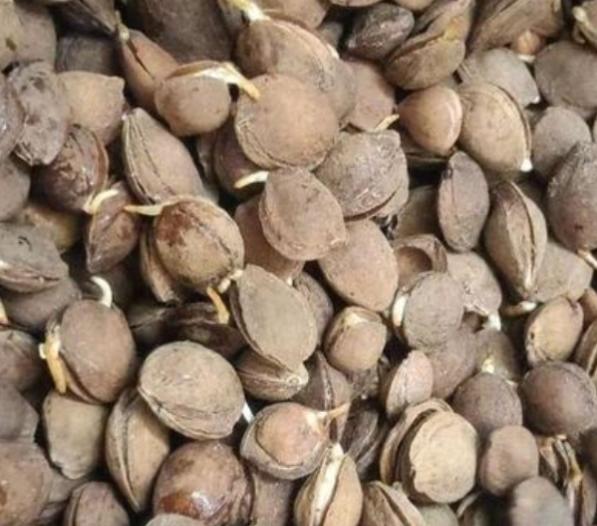 杏仁种子盆栽,杏仁种子种植方法