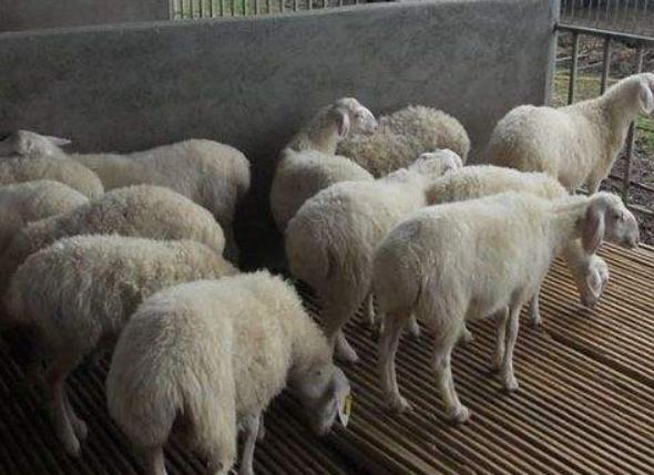 羊感冒用什么药好得快呢,羊感冒吃什么药