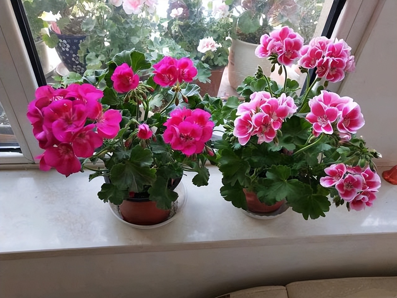 家里养花花草草便宜好养推荐,最便宜又好养的4种花草