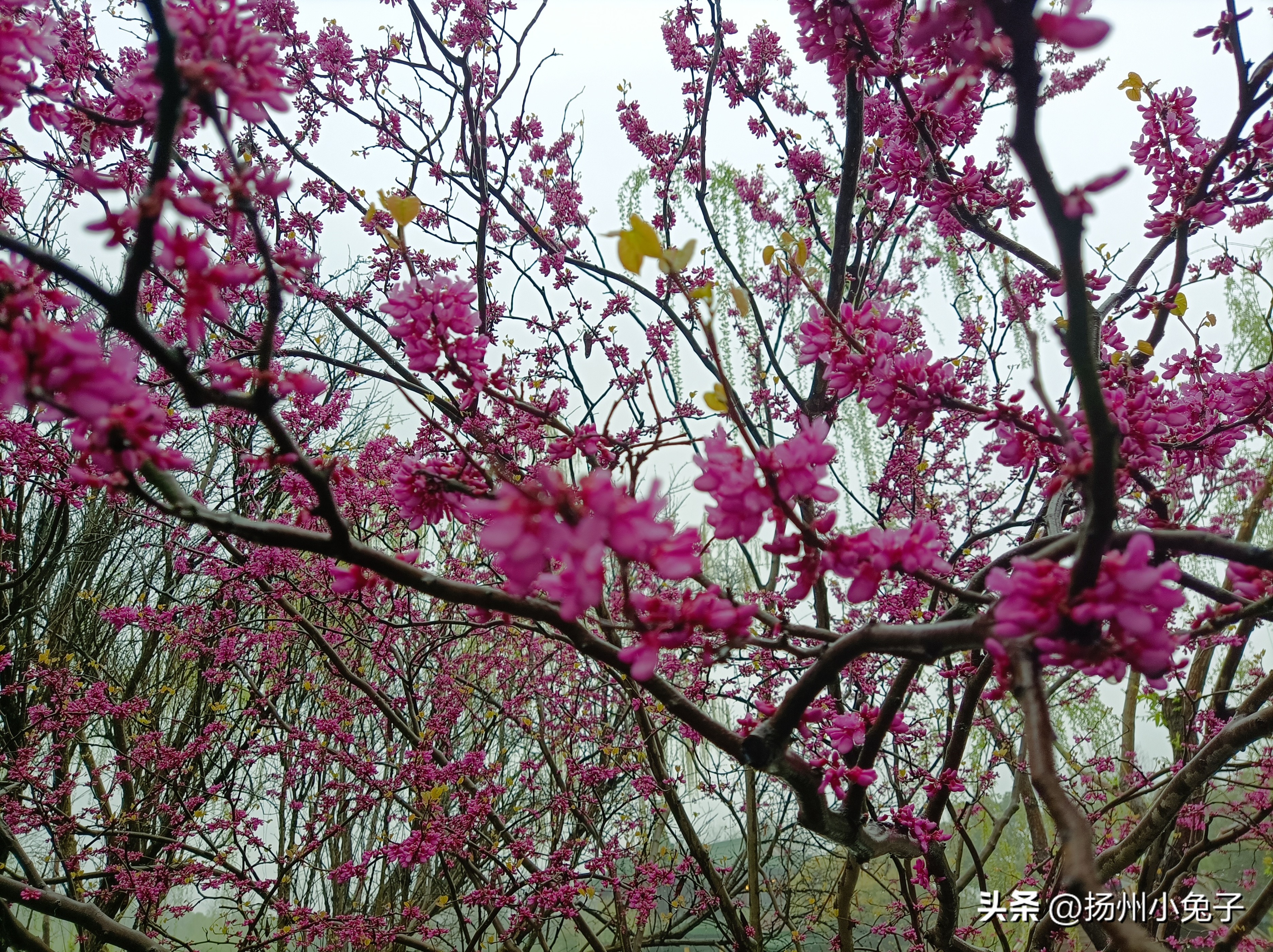 瘦西湖是下雨天去还是晴天去,瘦西湖下雨天能玩吗