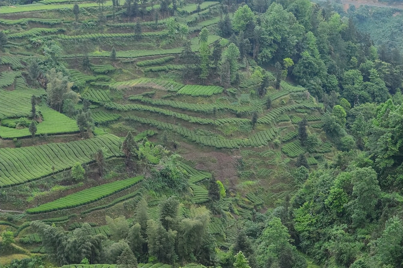 大城武汉,小城恩施——绿油油的伍家台