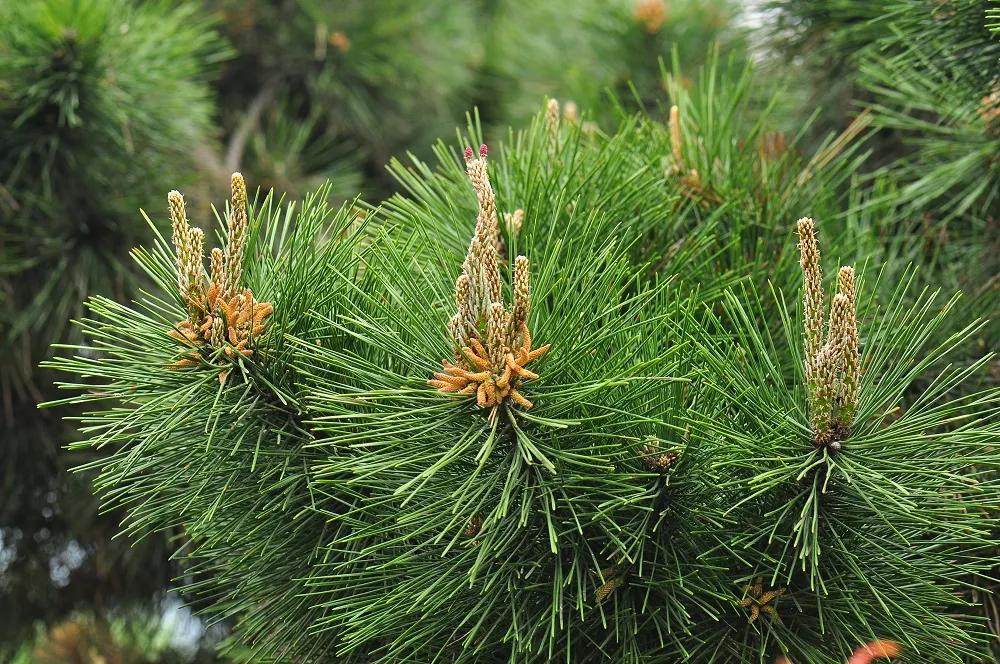 冬天的翠柏苍绿图片,苍松翠柏景色图片