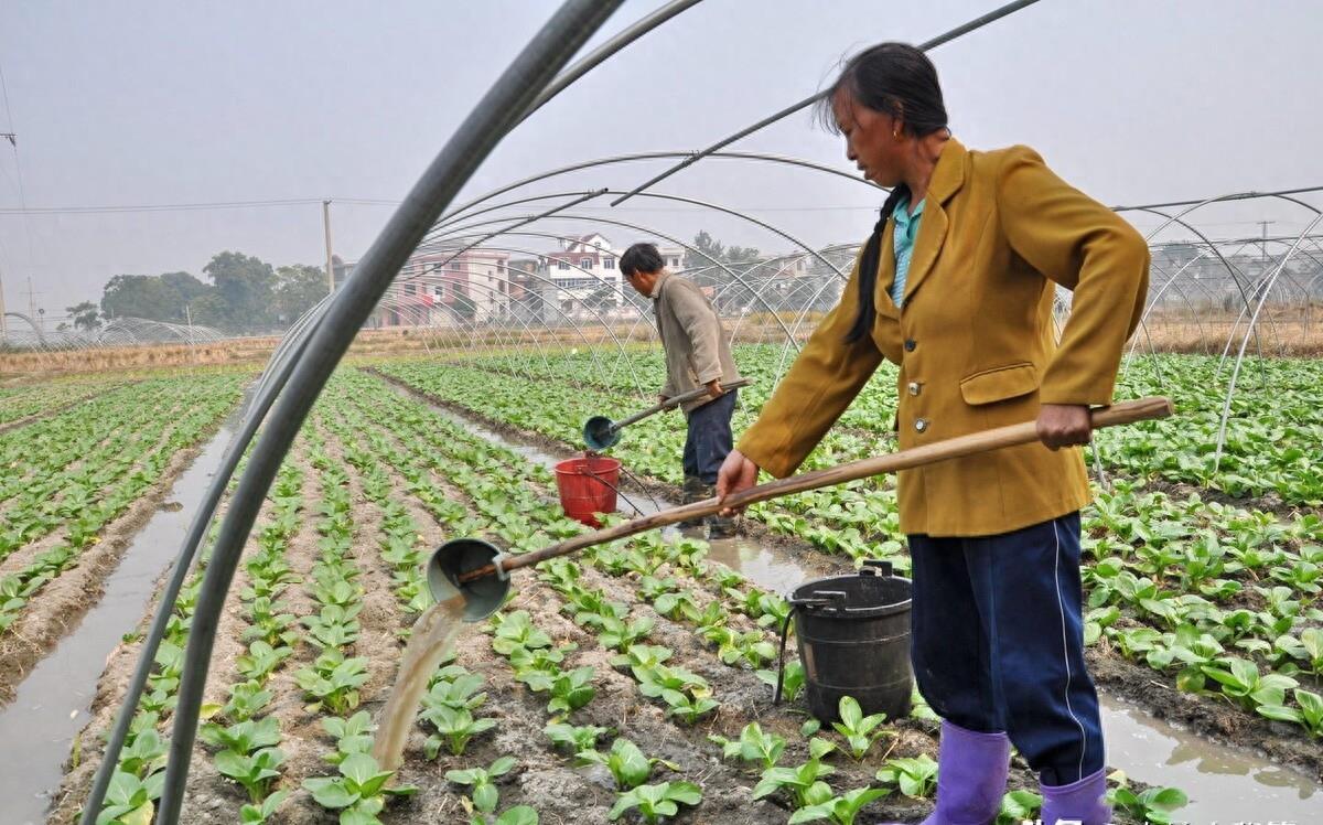 土蚕的预防与消杀,防治土蚕的最好方法
