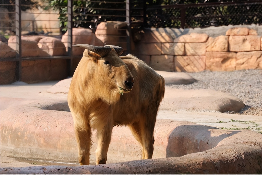 羚牛国宝,金毛羚牛