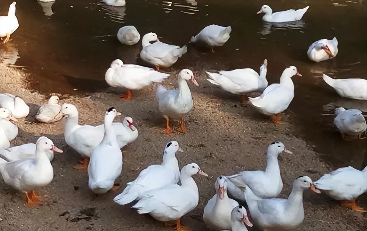 鸭子拉肚子怎么办不吃东西,鸭子拉稀褐色稀水便怎么治