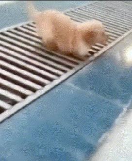 蜂花护发素搞笑视频,蜂花官方旗舰店搞笑评论