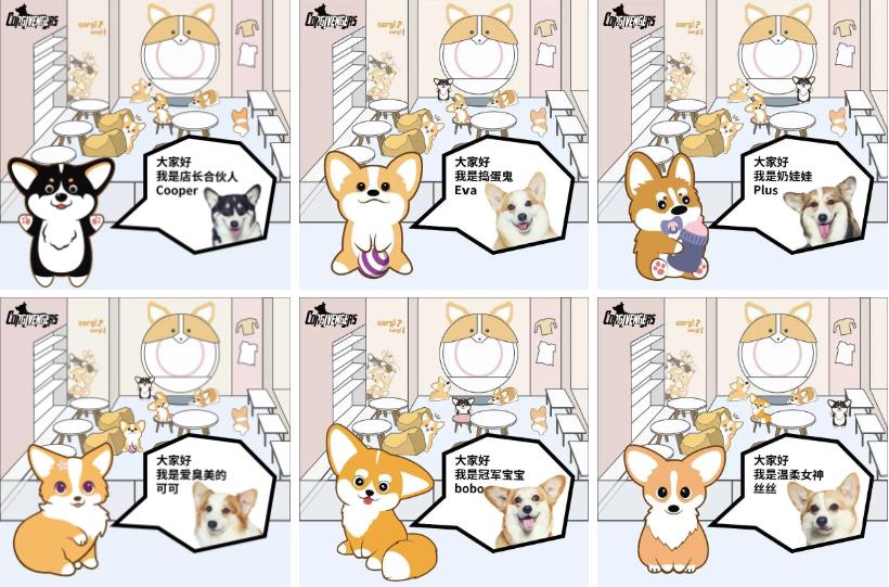 深圳开了一家柯基主题咖啡屋,柯基宠物咖啡馆