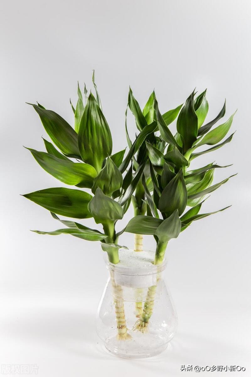 轻松解决富贵竹水发臭叶子发黄问题,让你的家居绿植更健康!