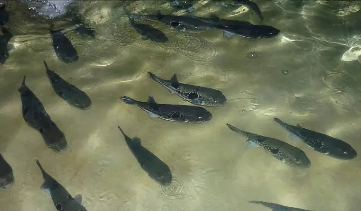 两种环境富集方法对石斑鱼幼鱼认知能力和生长性能的影响