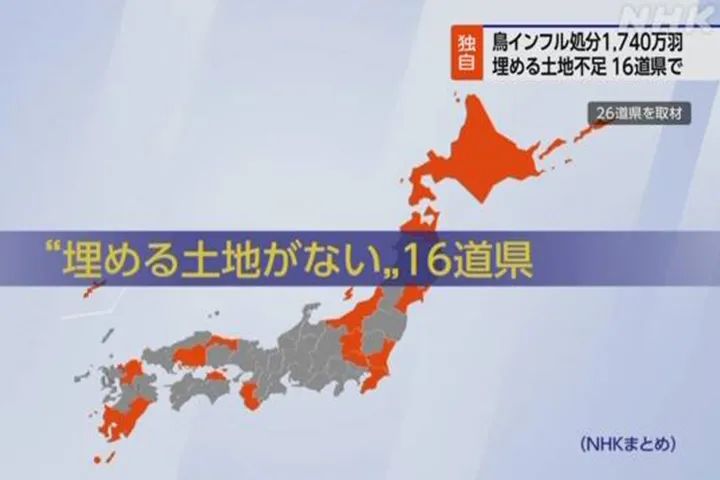 老鹅价格高么,老鹅为什么贵