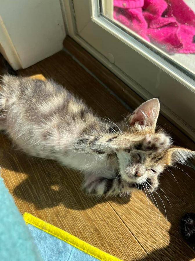 奶猫腹部稍硬就是要排便,奶猫体检