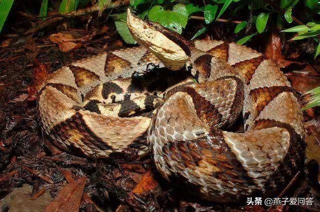 被五步蛇咬伤后能恢复吗,用五步蛇血治疗五步蛇咬伤