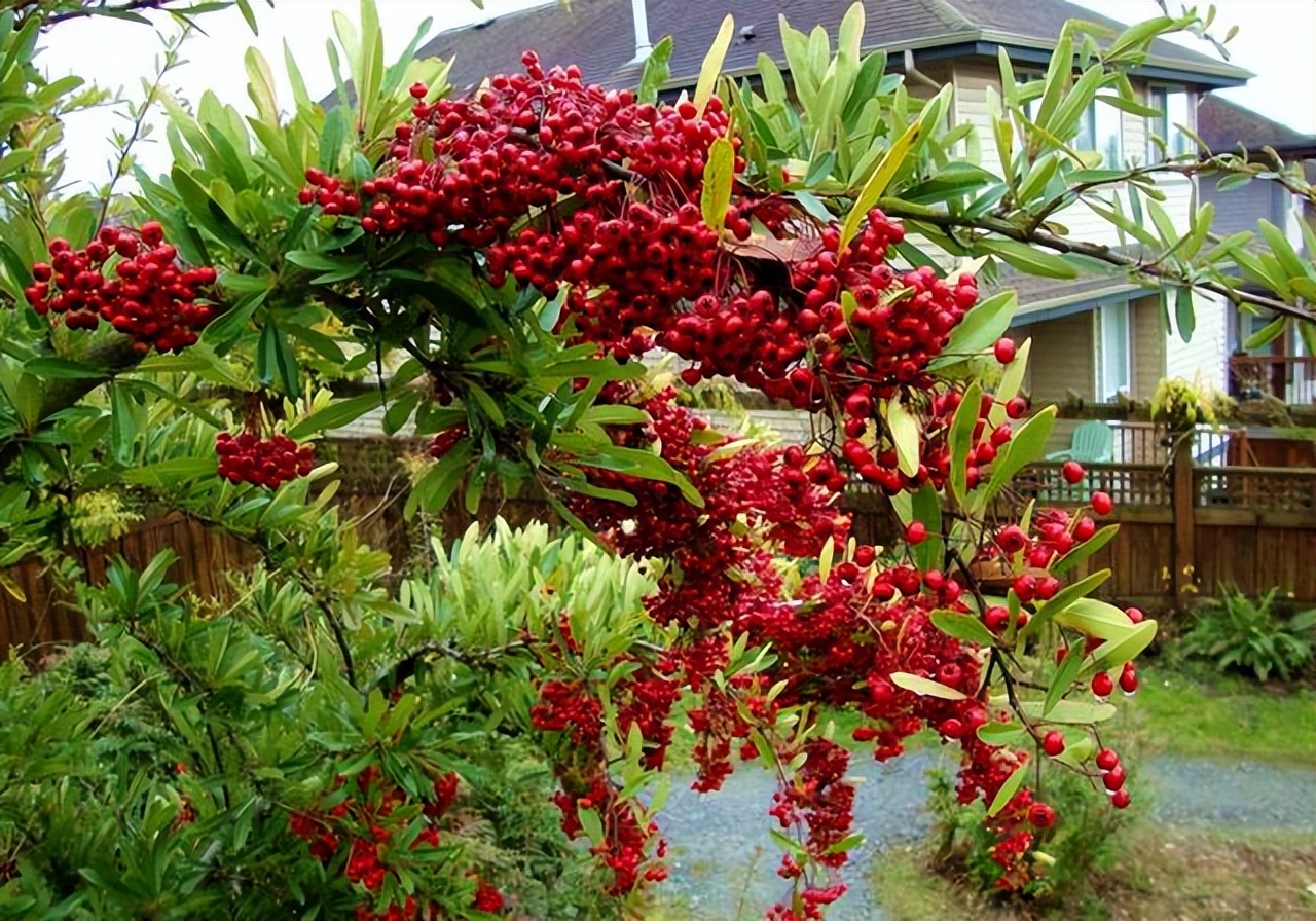 火棘红艳艳,小丑火棘盆景养殖方法和注意事项