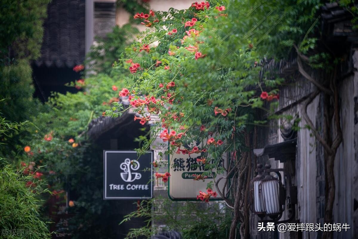 夏日里盛开的凌霄花,绚烂开放的凌霄花