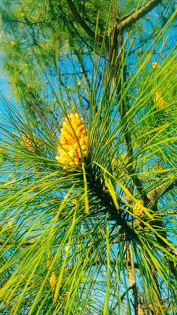 马尾松毛虫,马尾松树图片