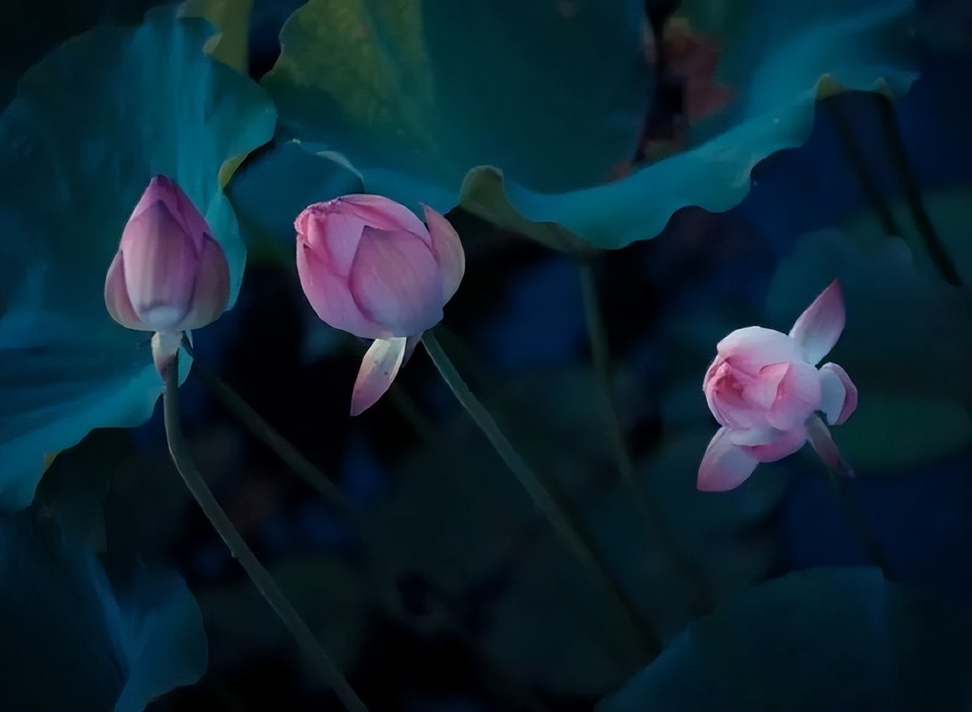 人到五十岁后，发现生儿子和女儿，太不一样了