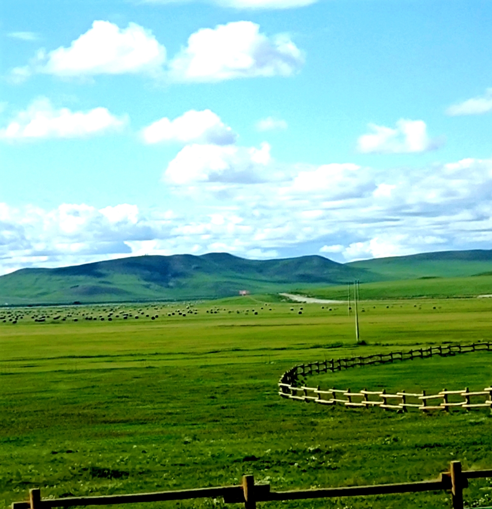 羊草的多种用途,内蒙古羊草是什么东西