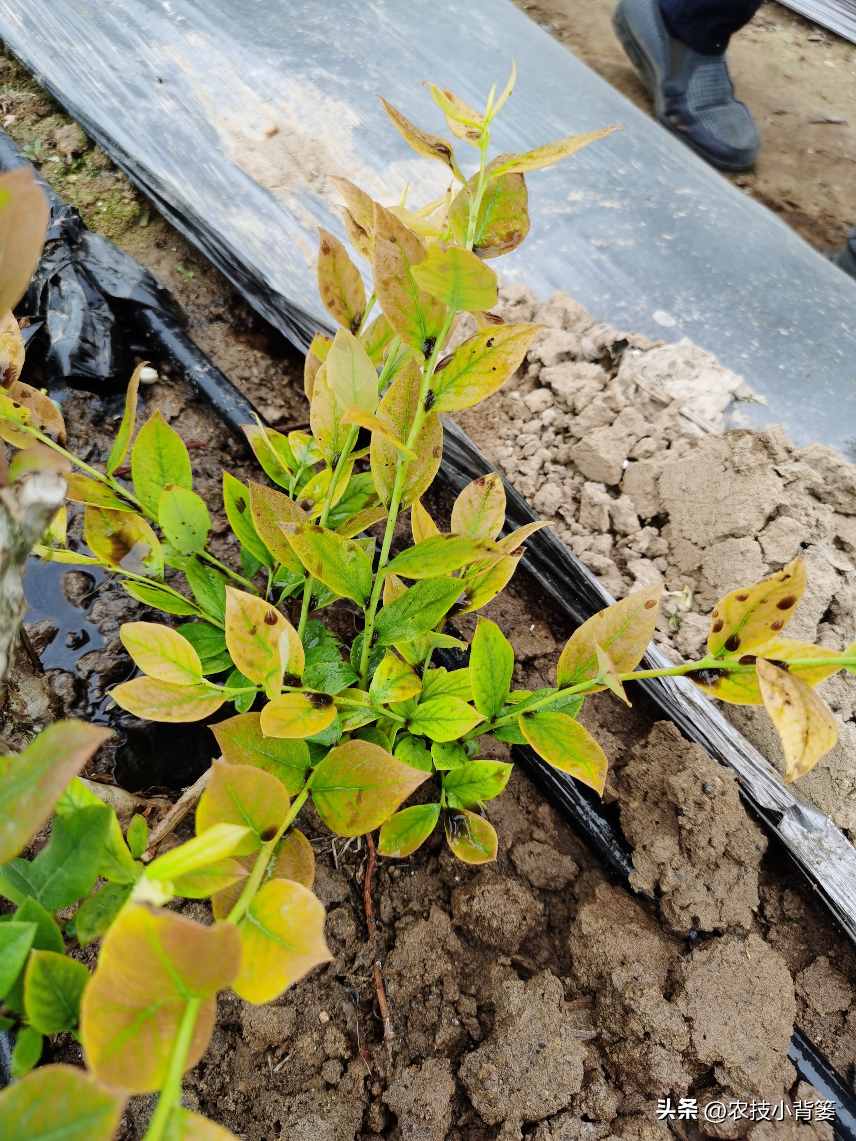 蓝莓黄叶几个月了还有救吗,蓝莓叶脉失绿发黄怎么办