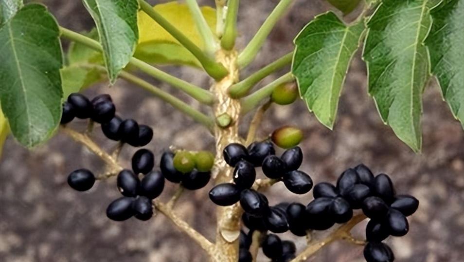 鸦胆子治尖锐湿疣多久能好,鸦胆子能治尖锐湿疣吗