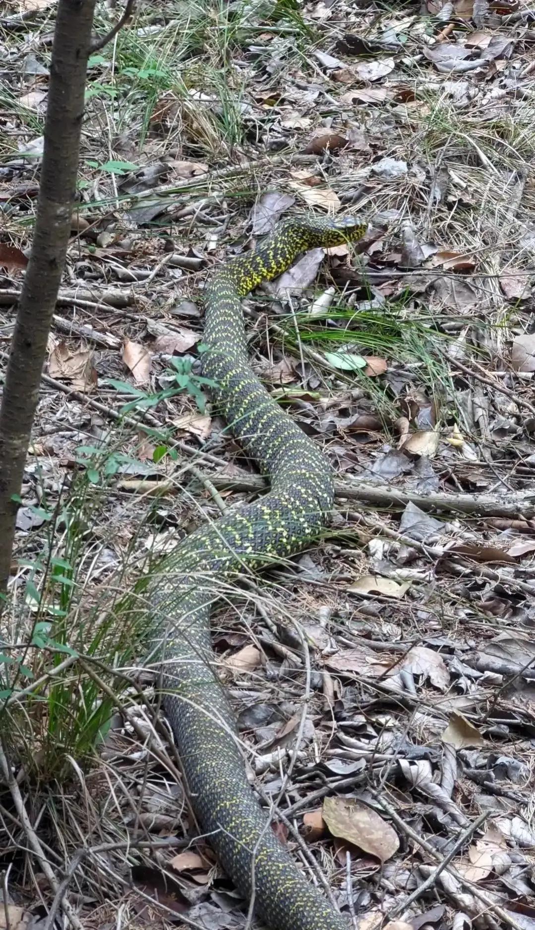 大王蛇属于小型蛇还是大型蛇,大王蛇为什么各种蛇都怕