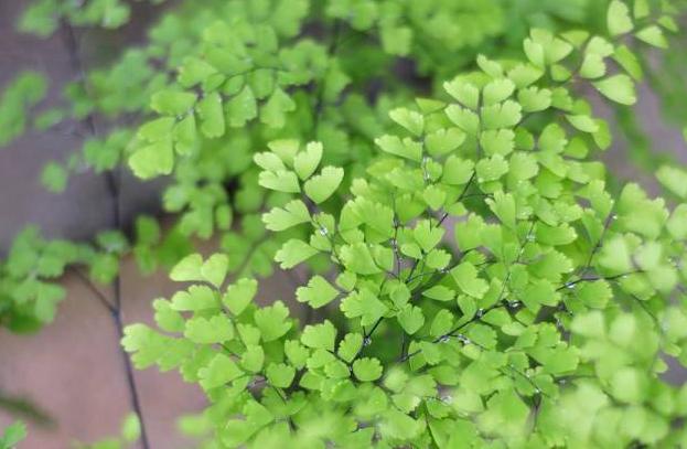 铁线蕨叶片发黄怎么救,铁线蕨叶片干枯