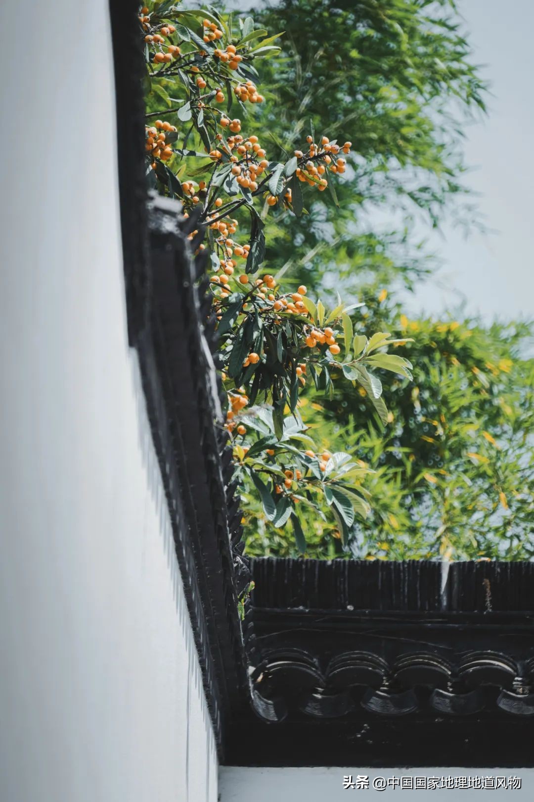 北方人认识枇杷吗,南方人有多爱嗦粉