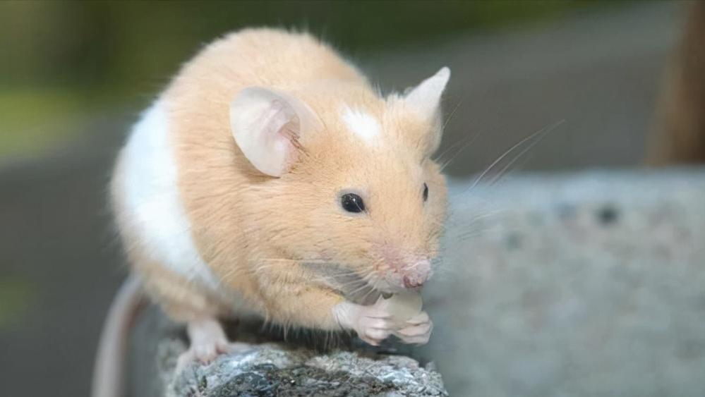 鼠王被抓叫来老鼠报复咬人,老鼠爬到床上为什么还会咬人