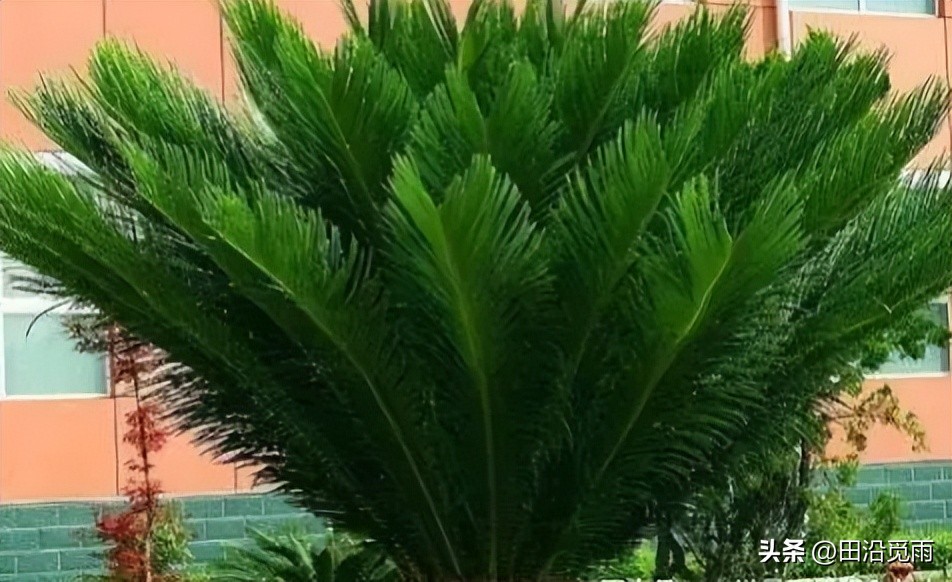 铁树烂根黄叶怎么办,铁树盆景为啥黄叶