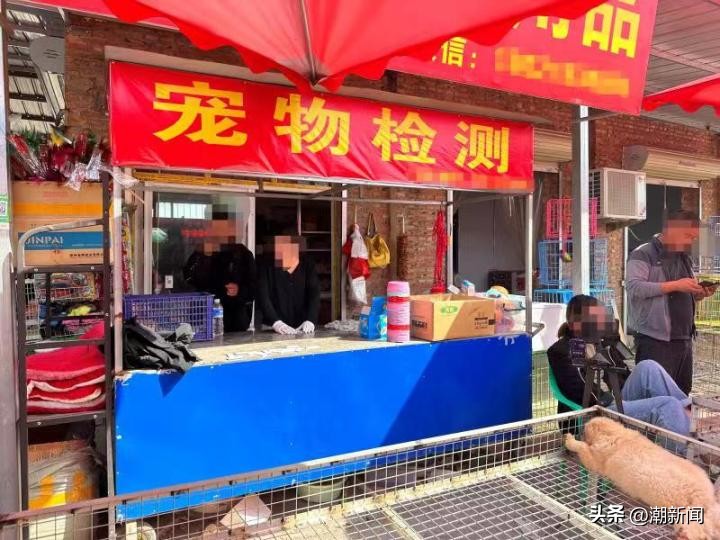 宠物线上代购主播的一出“好戏”背后圈套：谁演得好谁就赚得多