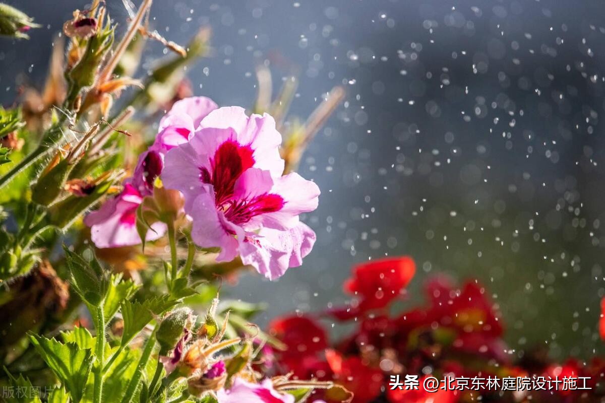 雨天怎么给植物光照,下雨天如何帮植物挡雨