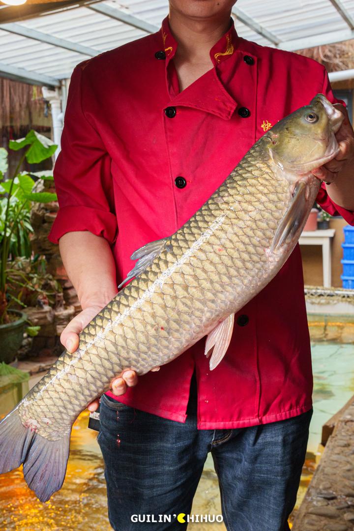 一鱼7吃！11斤以上大活鱼现做！桂林市郊这处田园秘境太会做了！