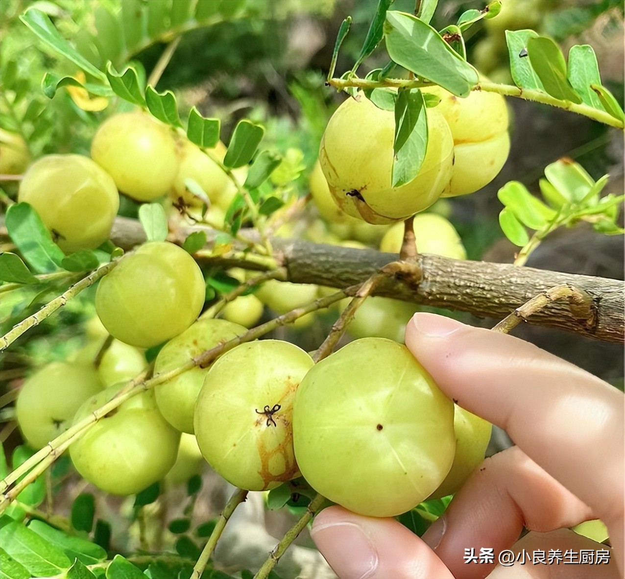 春季儿童咳嗽吃什么水果止咳,干咳止咳润肺水果