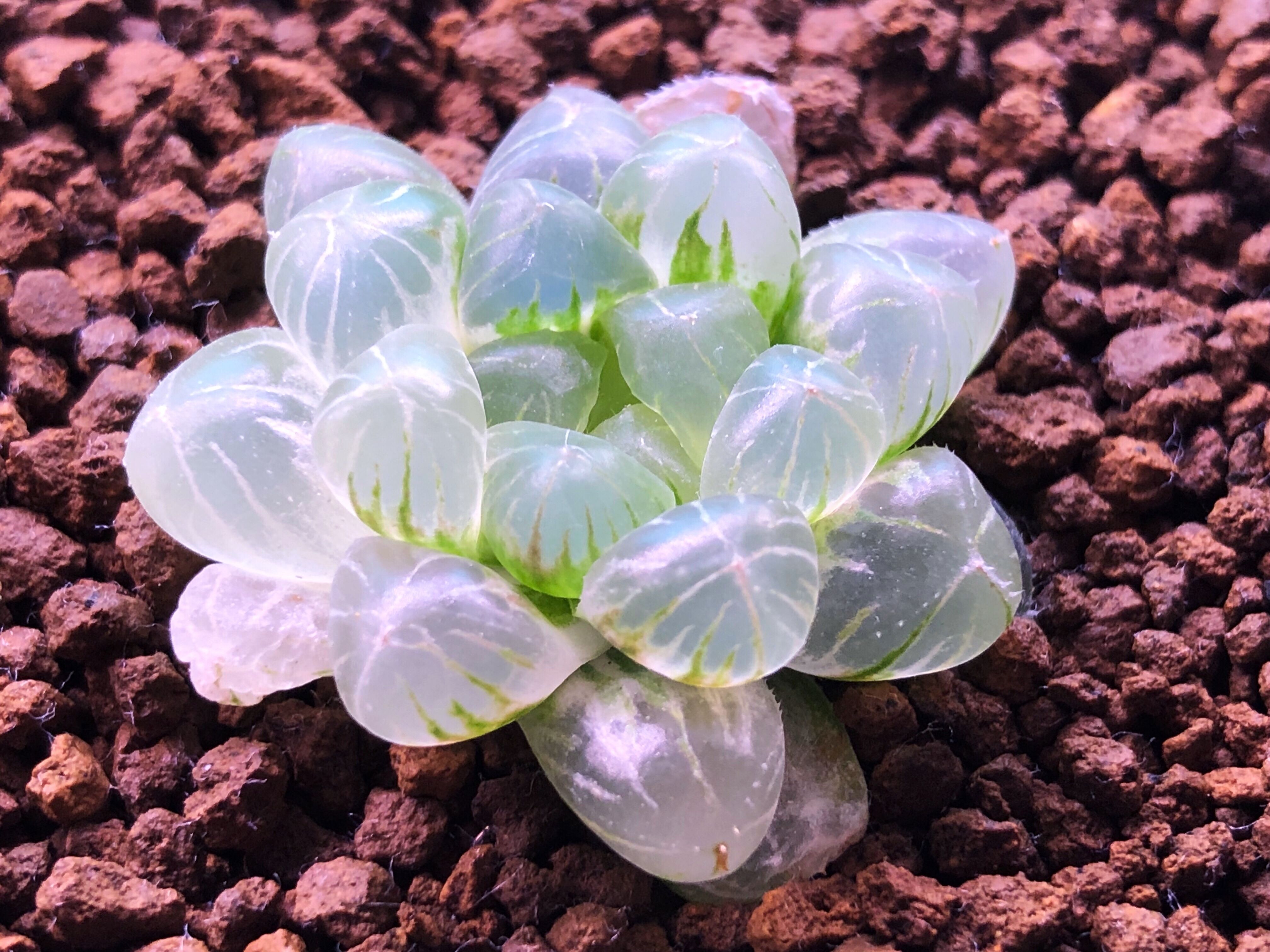 三年前很贵的普货多肉,曾经昂贵的多肉品种有哪些