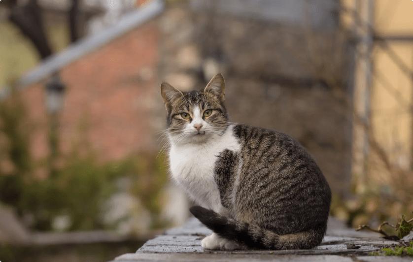 哪种猫罐头猫咪爱吃,哪款品牌的猫罐头猫咪爱吃