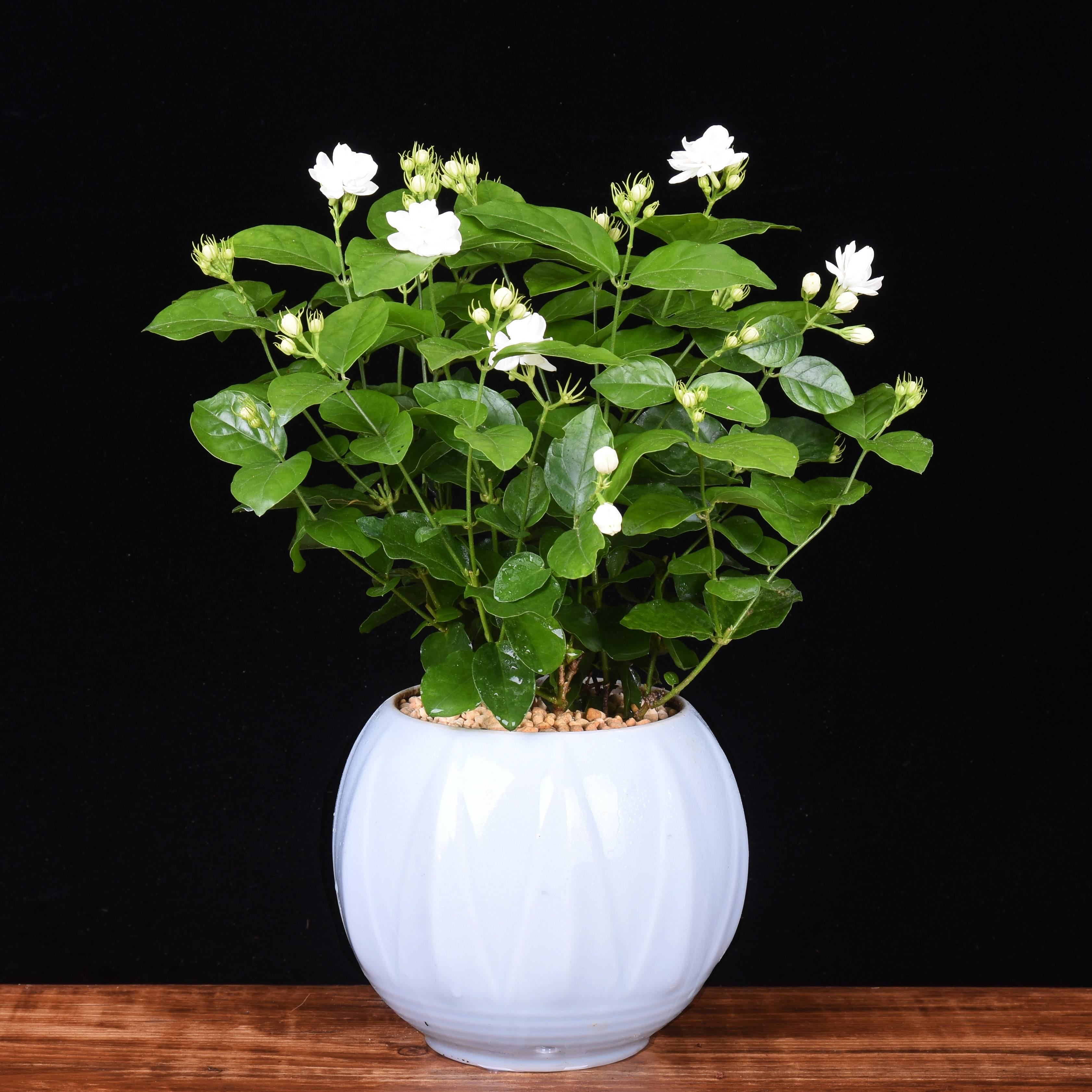 养什么花吸收废气最好,家里好养又可以除烟味的花