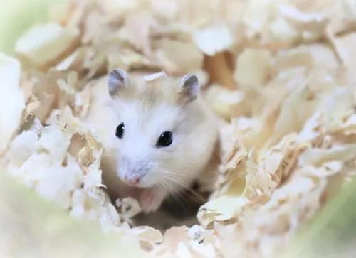 小仓鼠上厕所全集,仓鼠的厕所怎么做